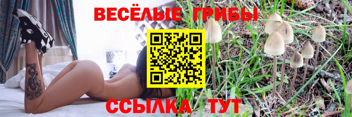 хочу   Псилоцибиновые грибы GOLDEN TEACHER  Вход с VPN  Отрадный 